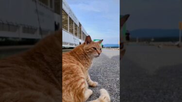 フェリー乗り場の桟橋で寝ていた猫をナデナデしてきた【感動猫動画】