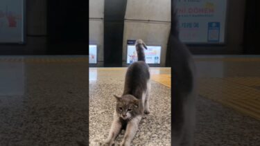 マジどこでも猫いる！イスタンブール地下鉄のホームにいた猫をナデナデしてきた【感動猫動画】