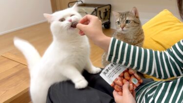 初めて甘栗を食べる猫の反応が可愛すぎた…笑【ポムさんとしまちゃん / ねこべや】