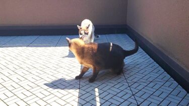 喧嘩しかけてた猫２匹は鶯が鳴いたら和んでくれた🐦【CuteWoo】