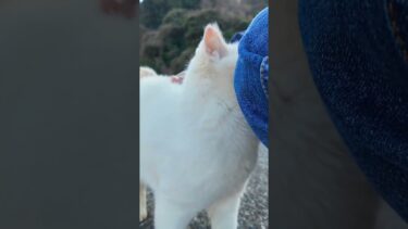 駐車場奥の空地の白猫ちゃん、ナデナデすると喜んで膝の上に乗ってきた【感動猫動画】