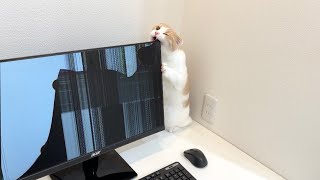 【悲報】画面を齧った猫がついにパソコンを破壊してしまいました…【もちまる日記】