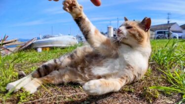 芝生で寝ていた三毛猫ちゃん「さわるなニャン!」【感動猫動画】