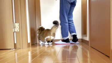 洗濯カゴを見るとお母さんと寝室でイチャイチャできると思っている猫【ひのき猫】