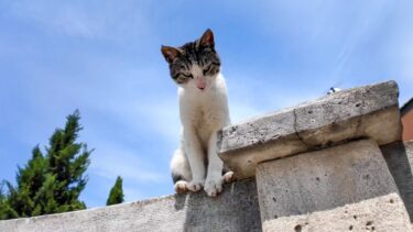 モスクの階段を上って来る人を塀の上から見張っている猫【感動猫動画】