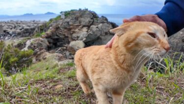 崖っぷちにある祠付近を散歩する猫をナデナデしてきた【感動猫動画】