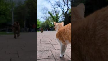 公園の猫ちゃん散歩中に大きな犬に出くわし固まる【感動猫動画】