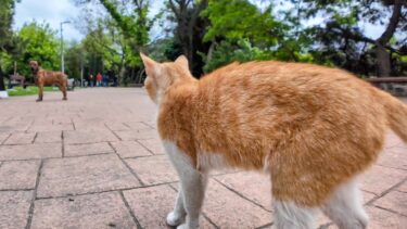 公園の猫ちゃん散歩中に大きな犬に出くわし固まる【感動猫動画】