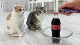 猫たちの前でメントスコーラをやってみたらリアクションがかわいすぎたw【もちまる日記】