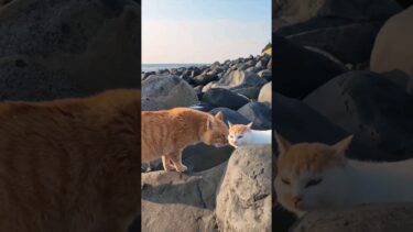 海辺の猫たち何か言い争いをしています【感動猫動画】
