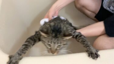お風呂が嫌すぎて何度も脱走する猫…【てん動画】