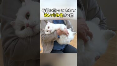 母親に抱っこされてぬいぐみ化する猫【ポムさんとしまちゃん / ねこべや】