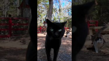 猫神社に行くと猫たちが出迎えてくれて楽しい#猫島 #猫 #黒猫 #猫神社【感動猫動画】