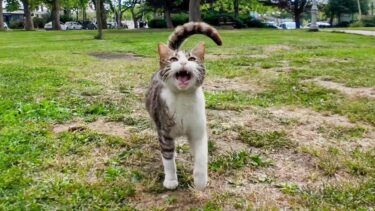公園の芝生で出会った子猫が大変な甘えん坊の猫だった【感動猫動画】