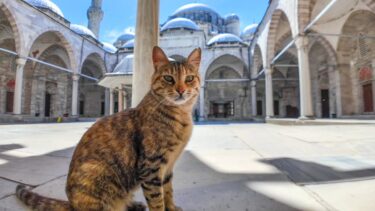 モスクで暴れる猫たちがカワイイ【感動猫動画】