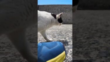 猫島の白黒猫ちゃん「ニャーーーん」トコトコゴロン【感動猫動画】