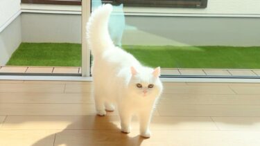 尻尾が太すぎる猫がやんのかステップしてきた…！【ポムさんとしまちゃん / ねこべや】