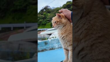 フェリー乗り場の受付猫ちゃん、船の中で休憩中だったけど顔を見るとモフられにきた【感動猫動画】