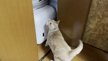 深夜1時の肝試しで娘を驚かすために隠れる猫【ひのき猫】