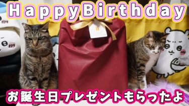 ガーちゃんゴマちゃんにお誕生日プレゼントをもらったよ☆【リキちゃんねる　猫動画】 キジトラ 猫のいる暮らし