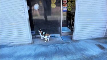 お店の看板三毛猫が店主に「扉を開けて」と大声で鳴き叫んだ結果📢【CuteWoo】