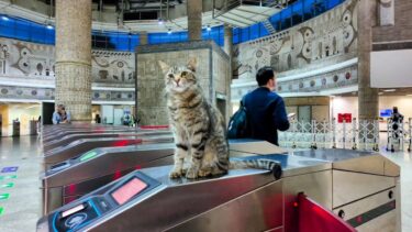 地下鉄改札の猫ちゃん、自動改札で引っかかった乗客の元に心配そうに駆け寄る【感動猫動画】
