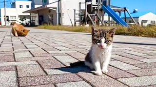 猫島の広場に行くと猫がたくさん集まっていて楽しい【感動猫動画】