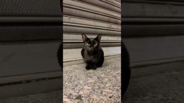 トルコの地下アイドルと推し活するイスタンブール女子【感動猫動画】