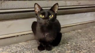 トルコの地下アイドルと推し活するイスタンブール女子【感動猫動画】
