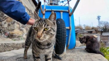 猫島の山の中腹の狭い路地で出会った猫たちを撫でる【感動猫動画】