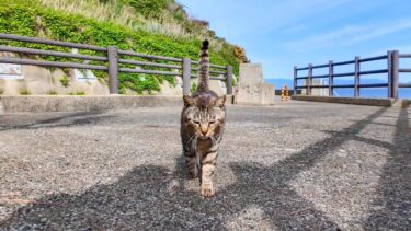 海沿いにある石碑に行くと人懐っこい猫がモフられにきた【感動猫動画】