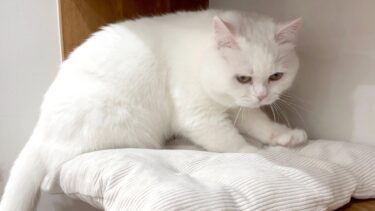 寝床をふみふみするモフ猫が可愛すぎた…！【ポムさんとしまちゃん / ねこべや】