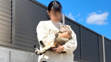 散歩嫌いな猫を外に連れ出したらこうなった…！【ポムさんとしまちゃん / ねこべや】