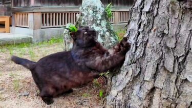 甘えにくる前に庭の木で爪を研ぐ黒猫ちゃん【感動猫動画】