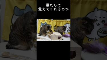 上手くできた後のどや顔がかわいすぎる猫ゴマちゃん 【リキちゃんねる　猫動画】 キジトラ 猫のいる暮らし