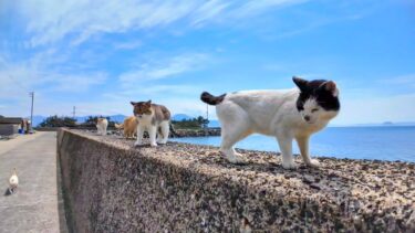 猫島で防波堤に集まっていた猫達を撫でて回る【感動猫動画】