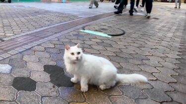 商店街の白猫ちゃん、夕方のパトロール【感動猫動画】
