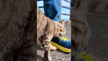 猫島の猫居住地区の一番端が縄張りの猫ちゃん、ここまで人が滅多に来ないので人が来ると喜ぶ【感動猫動画】