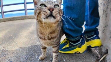 猫島の猫居住地区の一番端が縄張りの猫ちゃん、ここまで人が滅多に来ないので人が来ると喜ぶ【感動猫動画】