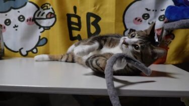 突然飛び出してくる猫が超かわいいｗ 暖簾の後ろから獲物を狙うハンターな猫ゴマちゃん【リキちゃんねる　猫動画】 キジトラ 猫のいる暮らし