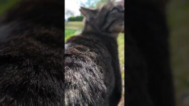 池の畔にいた猫ちゃん、モフられに土手を上がってきた【感動猫動画】