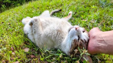 公園の芝生で寝ている猫が無防備過ぎる【感動猫動画】