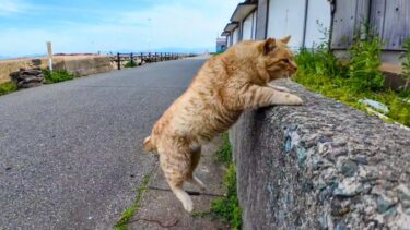 道路脇の石段に座ると道の反対側にいた猫が寄ってきて隣に座ってきた【感動猫動画】