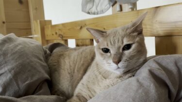 連休明け、息子が学校だと知らずに探し出す猫【ひのき猫】