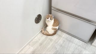 間違って猫の尻尾を踏んづけたら許してもらえずにこうなっちゃいました…【もちまる日記】