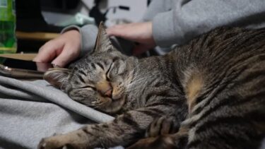 パパの膝の上でガチ寝する猫に感想を聞いてみたら面白すぎたｗ　膝の上でアンモニャイト化自由すぎるガーちゃん【リキちゃんねる　猫動画】 キジトラ 猫のいる暮らし