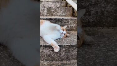 神社の階段でゴロンゴロン転がる猫がかわい過ぎる【感動猫動画】
