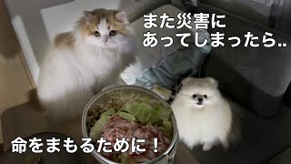 災害にあっても大丈夫なよう、猫と犬の安全を守る対策したらみんな笑顔になりました！新製品」【Jackery 1000 New】【猫のレモンちゃんねる】