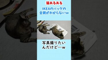いつでも自分が主役な猫☆IKEAのバッグを寝床と勘違いしてるゴマちゃん　#猫動画 #リキちゃんねる #shorts  #猫転送装置