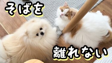 飼い主がピンチの時にそばを離れない猫と犬が可愛すぎました！【猫のレモンちゃんねる】